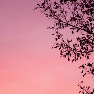 Pink aesthetic autumn wallpaper