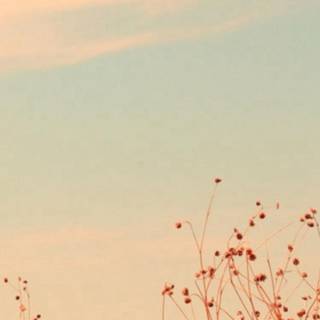 Autumn boho wallpaper