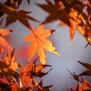 Autumn leaves UHD wallpaper