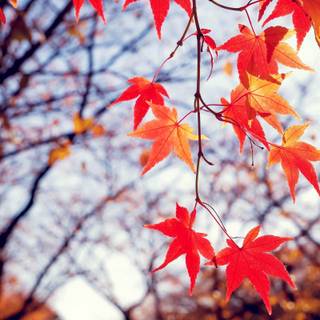 Autumn leaves UHD wallpaper