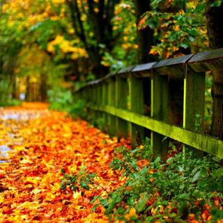 Autumn leaves UHD wallpaper