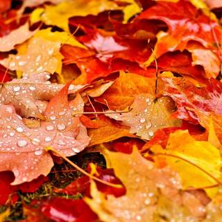 Autumn leaves UHD wallpaper