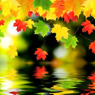 Autumn leaves UHD wallpaper