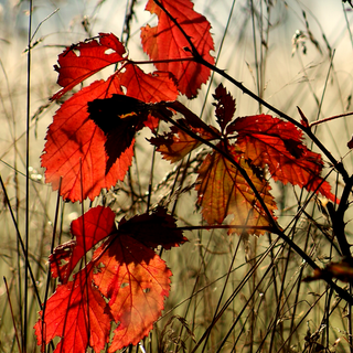 Autumn leaves UHD wallpaper