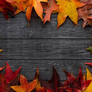 Autumn leaves UHD wallpaper