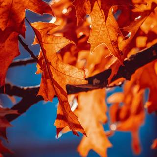Autumn leaves UHD wallpaper