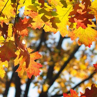 Autumn welcome wallpaper