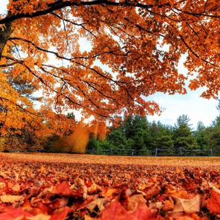 Autumnal beauty wallpaper