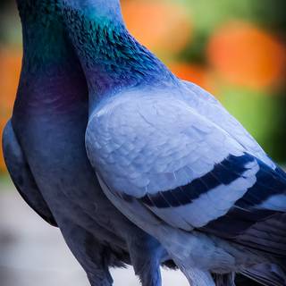 Bird 4k mobile wallpaper