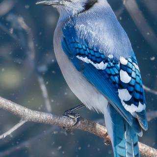 Bird 4k mobile wallpaper