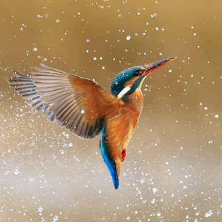 Bird 4k mobile wallpaper