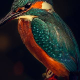 Bird 4k mobile wallpaper