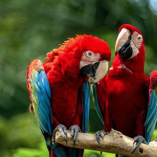 Bird desktop 4k wallpaper