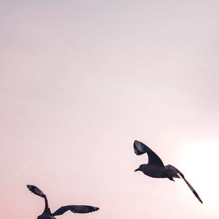 Bird 4k mobile wallpaper