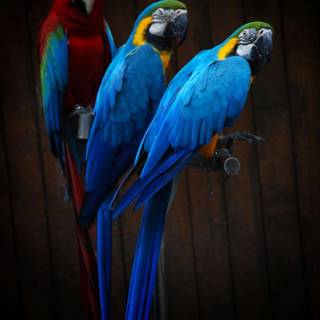 Bird 4k mobile wallpaper