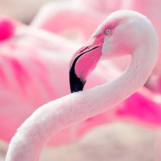 Bird 4k mobile wallpaper