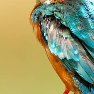 Bird 4k mobile wallpaper