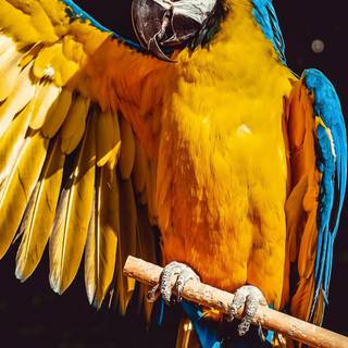 Bird 4k mobile wallpaper