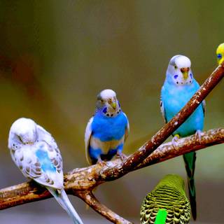 Birds 4k desktop wallpaper