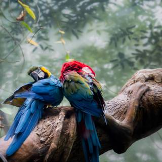 Birds 4k desktop wallpaper