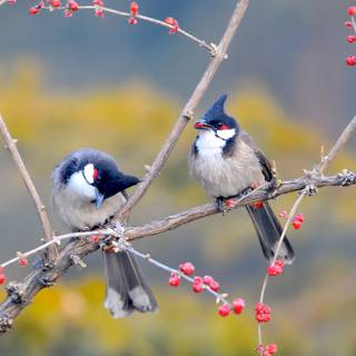 Birds 4k desktop wallpaper