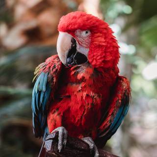 Birds 4k desktop wallpaper