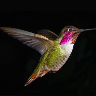 Birds 4k desktop wallpaper