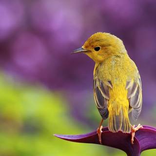 Birds 4k desktop wallpaper