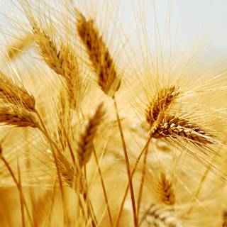 4k wheat wallpaper