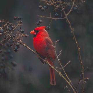 Birds 4k desktop wallpaper