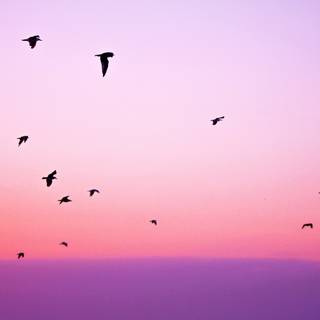 Birds 4k desktop wallpaper