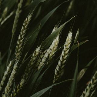 4k wheat wallpaper