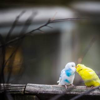 Birds 4k desktop wallpaper