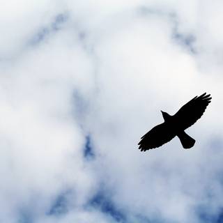 Birds 4k desktop wallpaper