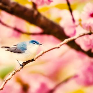 Birds 4k desktop wallpaper