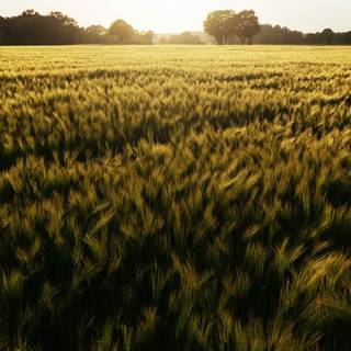 4k wheat wallpaper