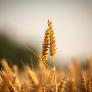 4k wheat wallpaper