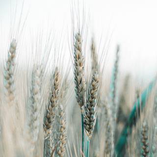 4k wheat wallpaper