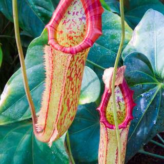 Pitcher plant wallpaper
