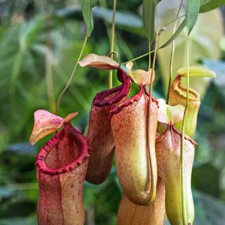 Pitcher plant wallpaper