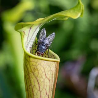 Pitcher plant wallpaper