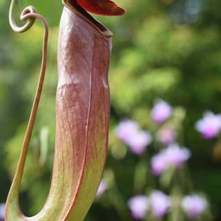 Pitcher plant wallpaper