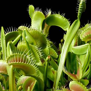 Pitcher plant wallpaper