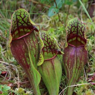 Pitcher plant wallpaper