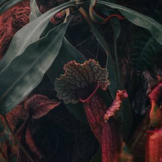 Pitcher plant wallpaper