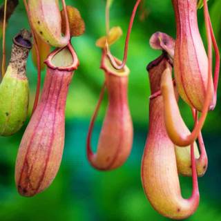 Pitcher plant wallpaper