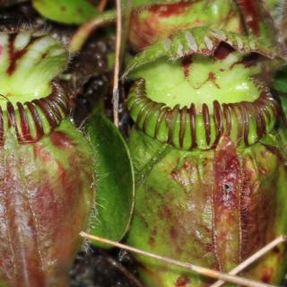 Pitcher plant wallpaper