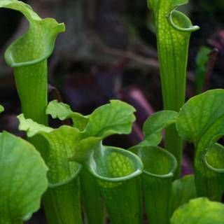 Pitcher plant wallpaper