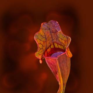 Pitcher plant wallpaper