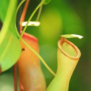 Pitcher plant wallpaper